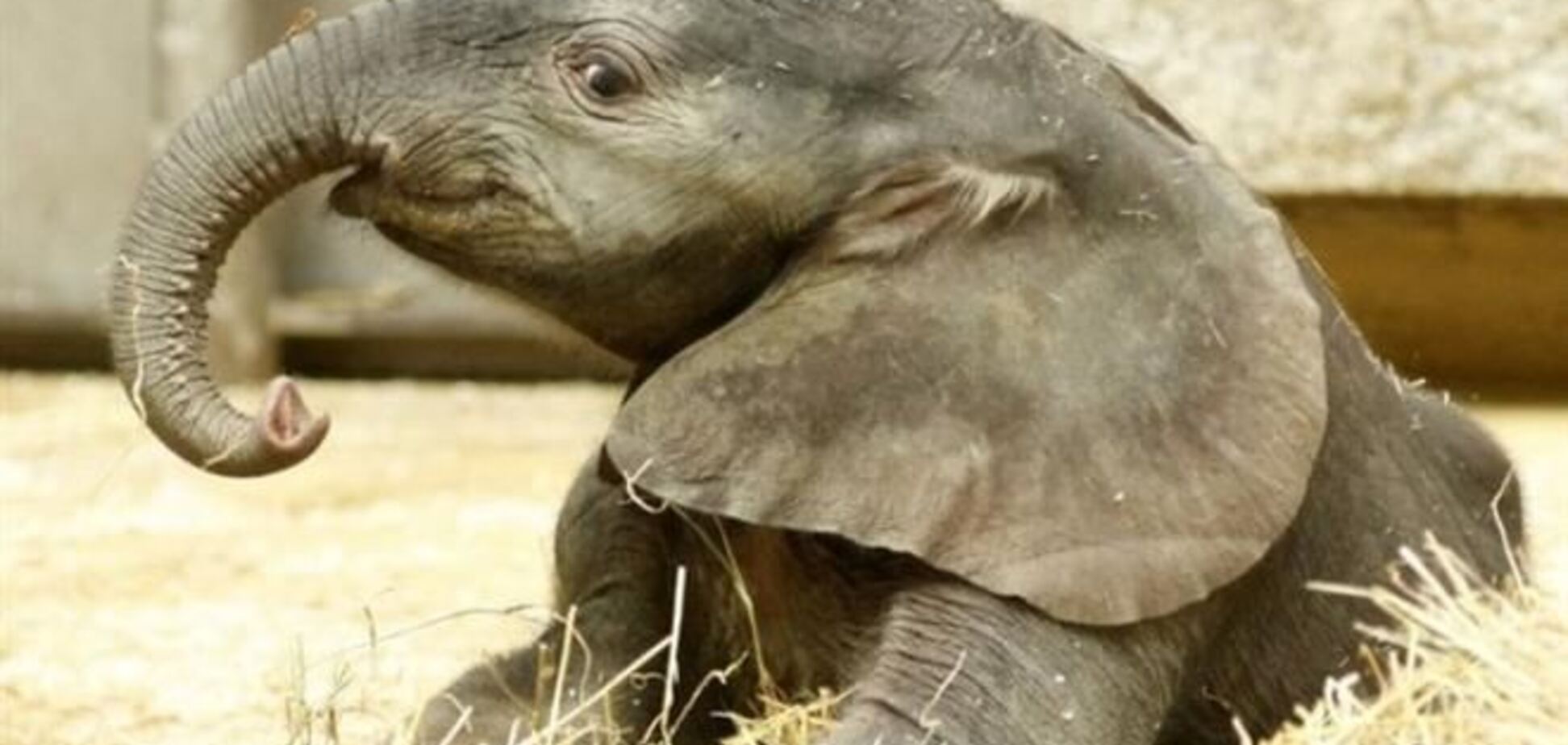 У США слон по кличці Терпіння вбив доглядача зоопарку