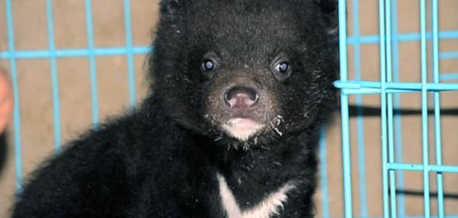 В Приморском крае спасли медвежонка, застрявшего головой в бидоне