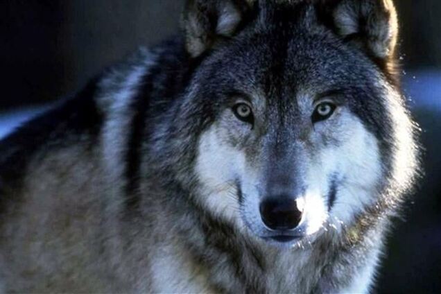 У Криму навала вовків: хижаки дісталися до Сімферополя