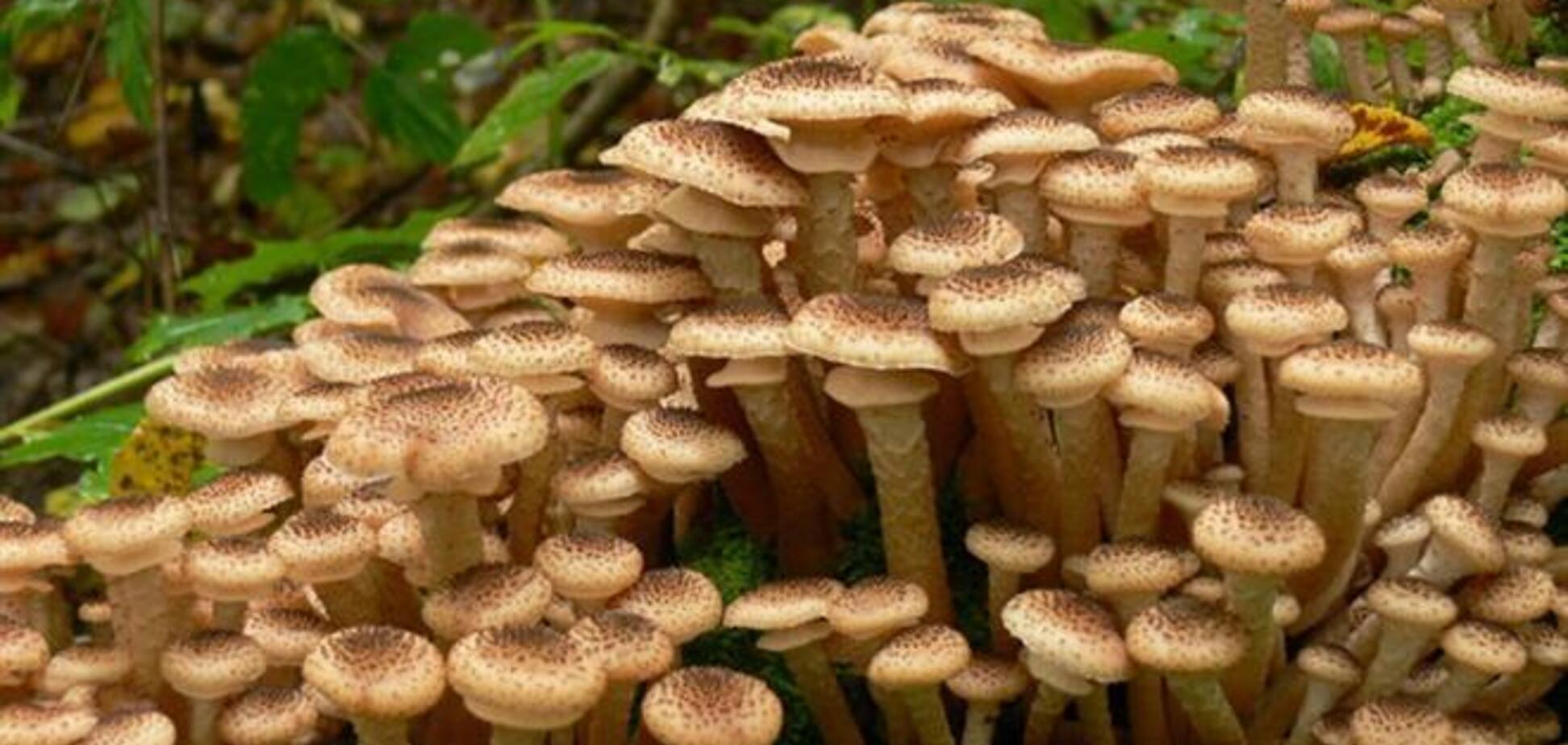 На Луганщині грибами отруїлися дві сім'ї