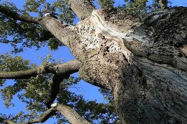 Найстаріше дерево України може загинути через нестачу фінансування