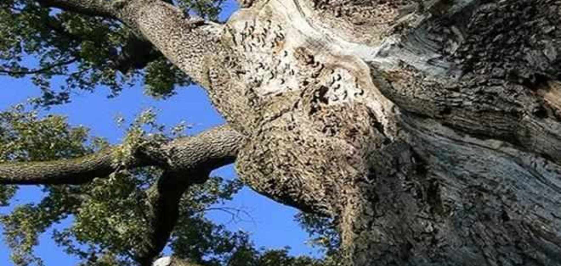 Старейшее дерево Украины может погибнуть из-за недостатка финансирования