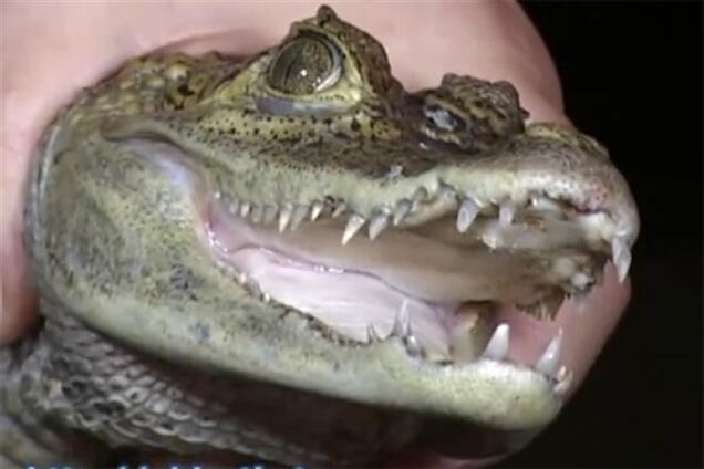 У кримського фотографа за знущання відсудили крокодила