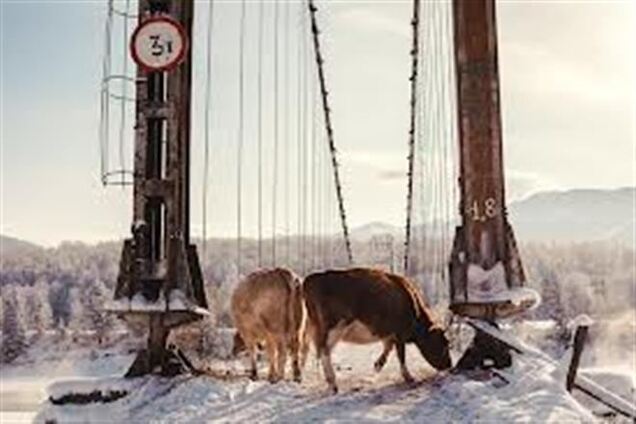 У США снігопад вбив 100 тисяч корів