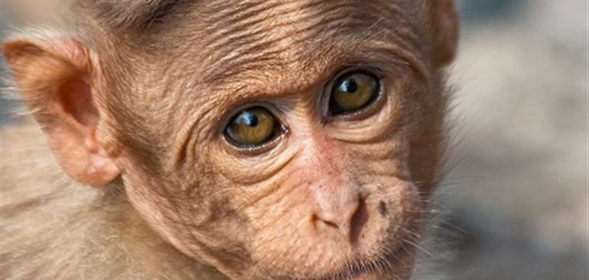 На туристов в Гибралтаре напали обезьяны