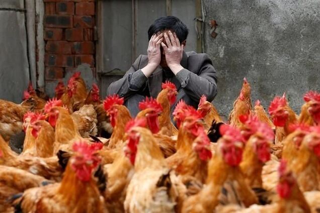 МИД предупреждает украинцев о птичьем гриппе в Китае