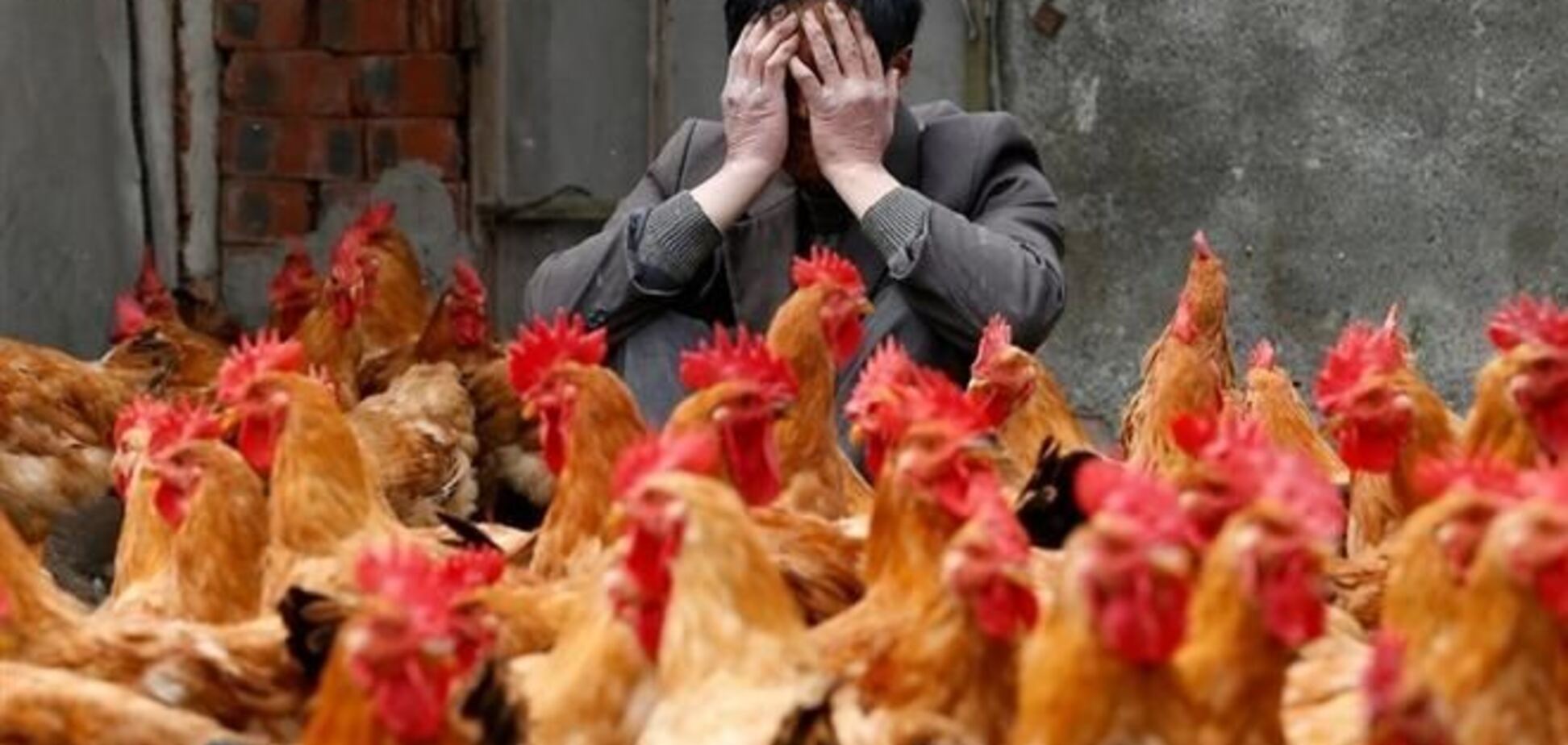 МЗС попереджає українців про пташиний грип в Китаї