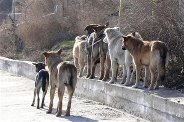 В Киеве ловец собак устроил в квартире псарню-живодерню