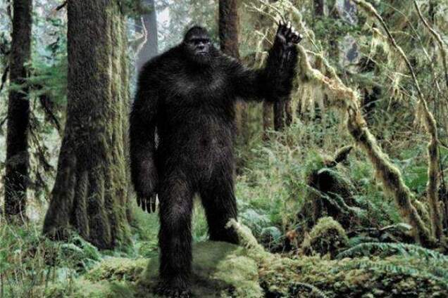 Снежный человек может быть редким видом медведя – ученый