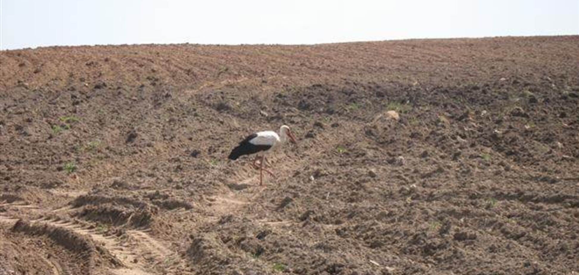 Французы хотят купить чернозем в пяти областях Украины