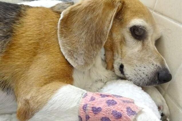В Бразилии зоозащитники силой освободили 200 подопытных собак