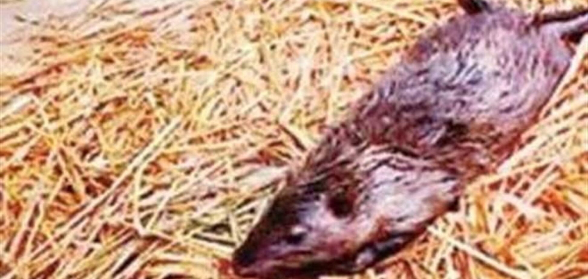 В Китае поймали гигантскую 'бронированную' крысу
