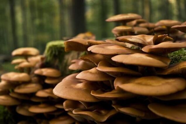 У Запорізькій та Сумській областях 10 людей отруїлися грибами