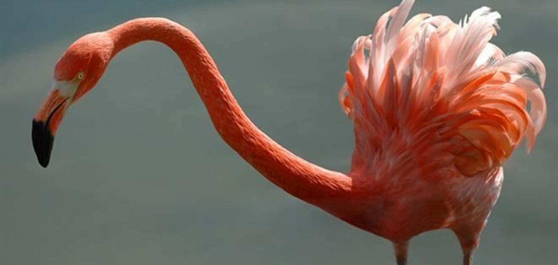 У туристов Бургаса появилась возможность увидеть розового фламинго 