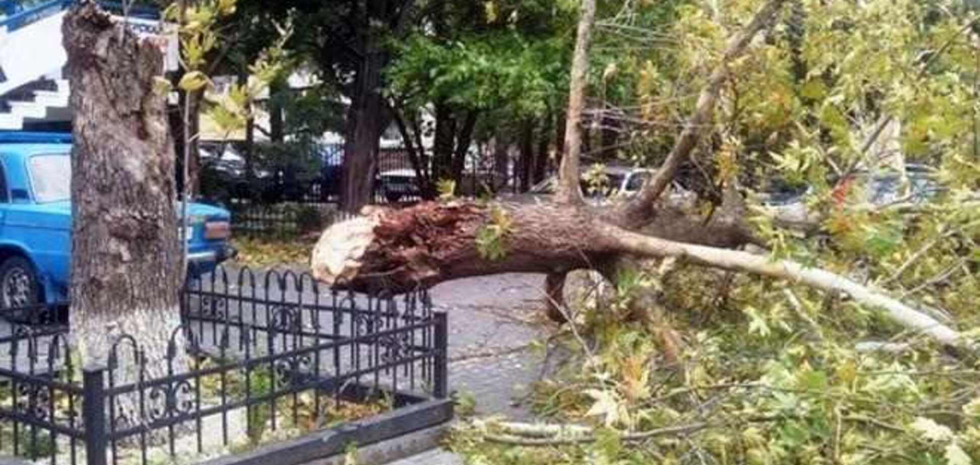 Ураган в Криму підняв 4-метрові хвилі і поламав дерева