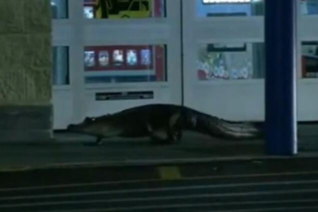 У США двометровий алігатор намагався заповзти в магазин
