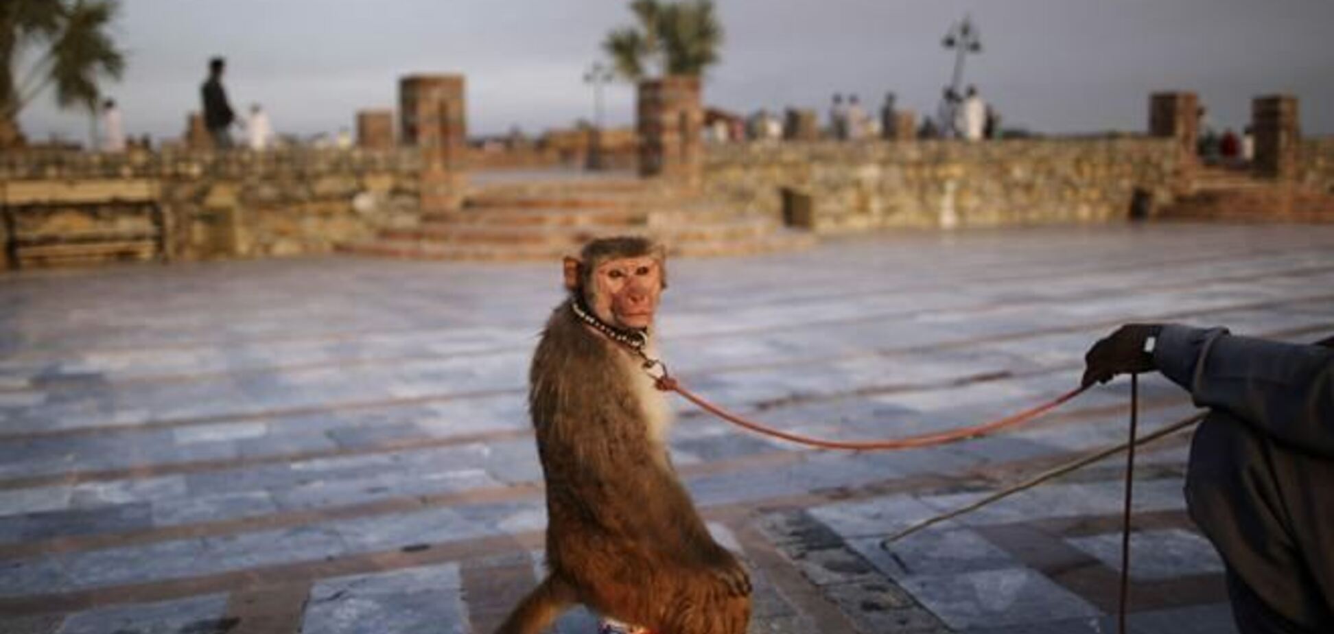 У дрессировщиков Индонезии отнимают обезьян 