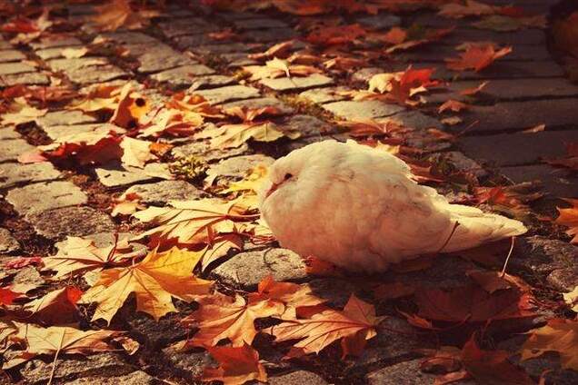 В Гидрометцентре рассказали, когда ждать похолодания