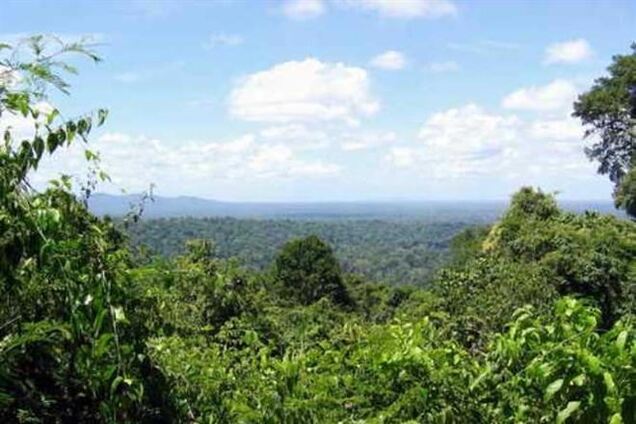 60 новых видов животных найдено в лесах Суринама