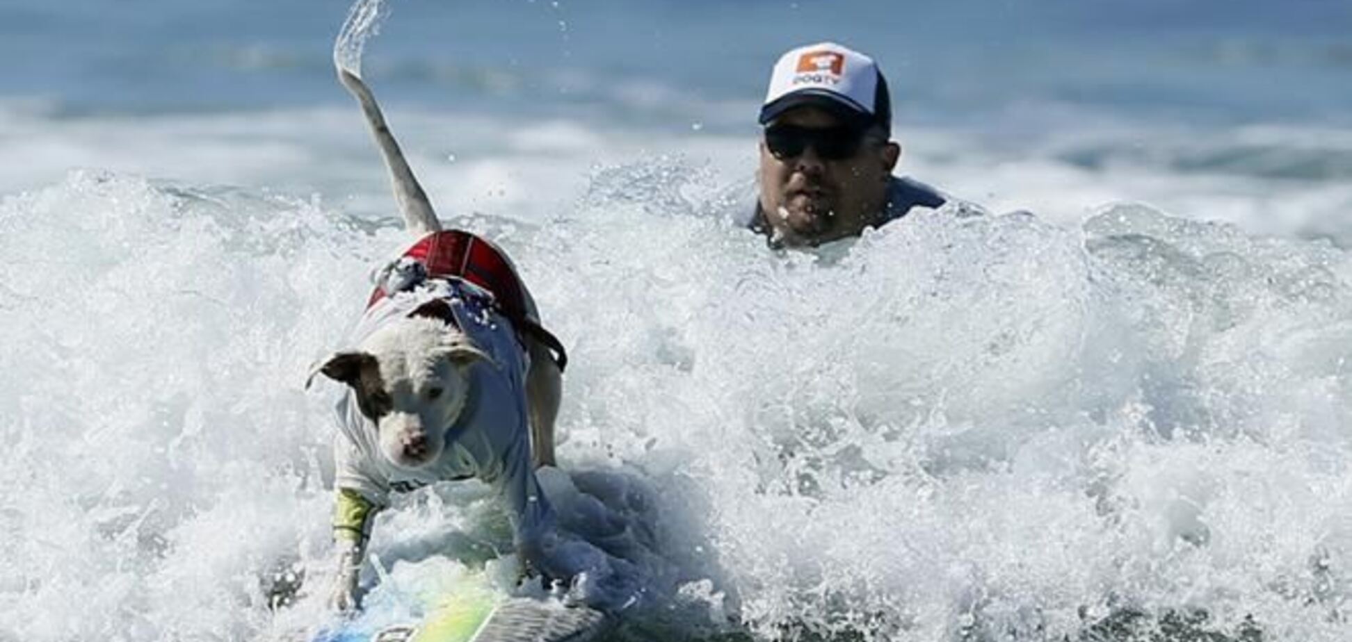 Змагання з собачому сeрфінгу