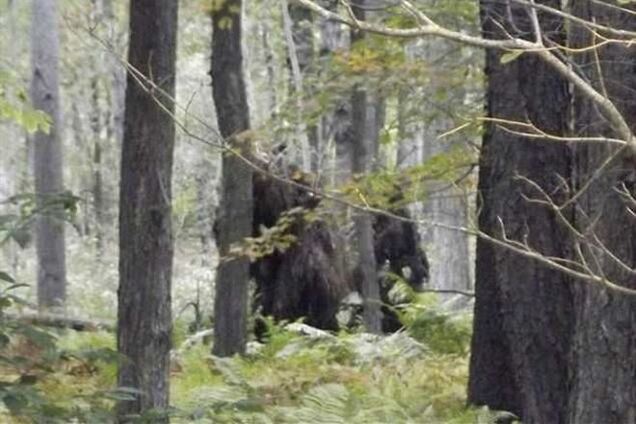 В США турист сфотографировал снежных людей