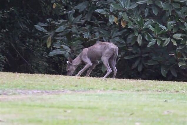 В США чупакабру сняли на видео
