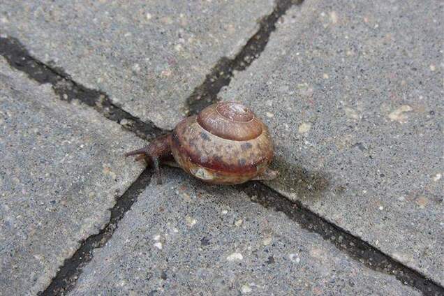 На запад пойдешь – в Европу придешь, к востоку свернешь – в ТС забредешь