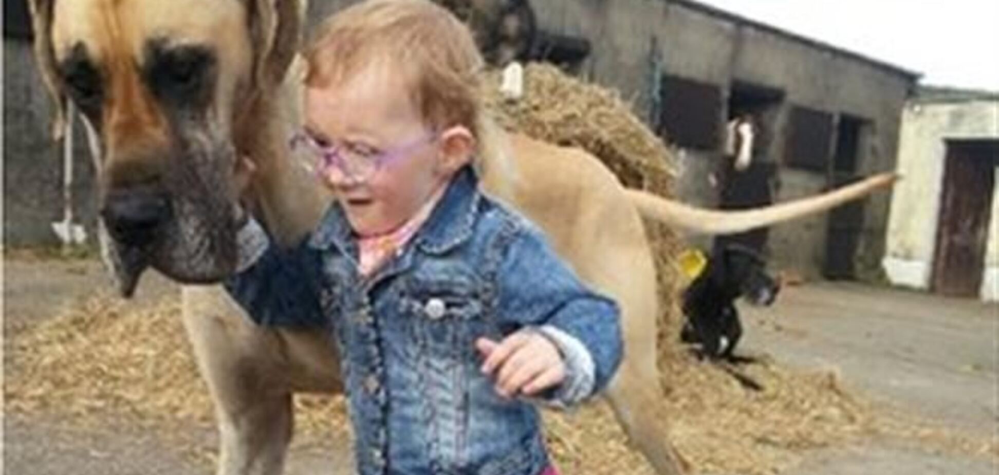 Страдающую эпилепсией 3-летнюю девочку регулярно спасает ее пес