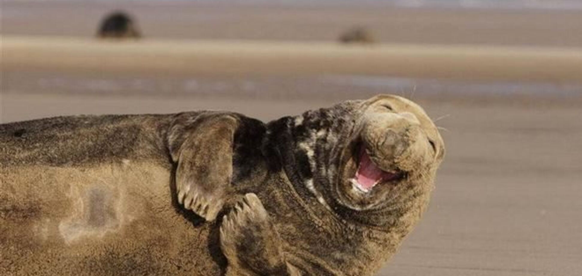 Животные дарят улыбки