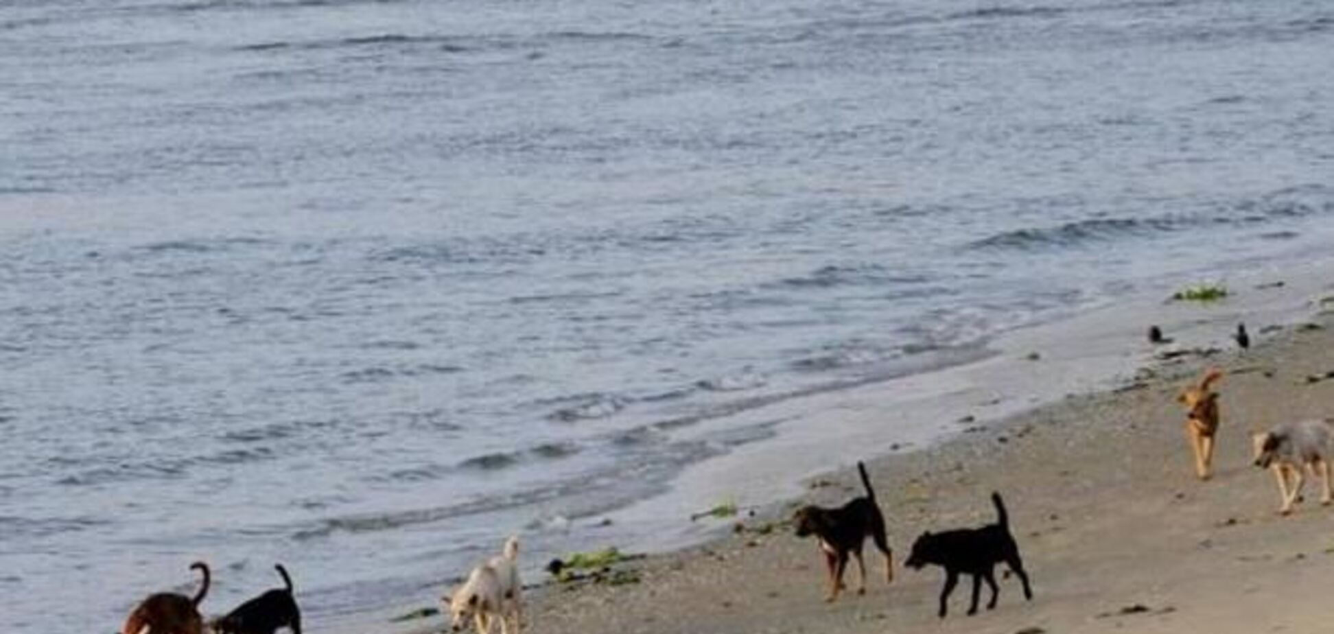 Куда не стоит ехать: в Индии бродячие псы отбили у отдыхающих курорт 