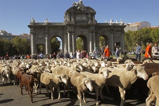 Туристы пришли в восторг, увидев на улицах Мадрида 2 тысячи овец 
