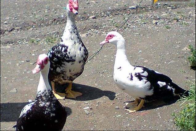 В Крыму пьяные утки шокировали туристов из Киева