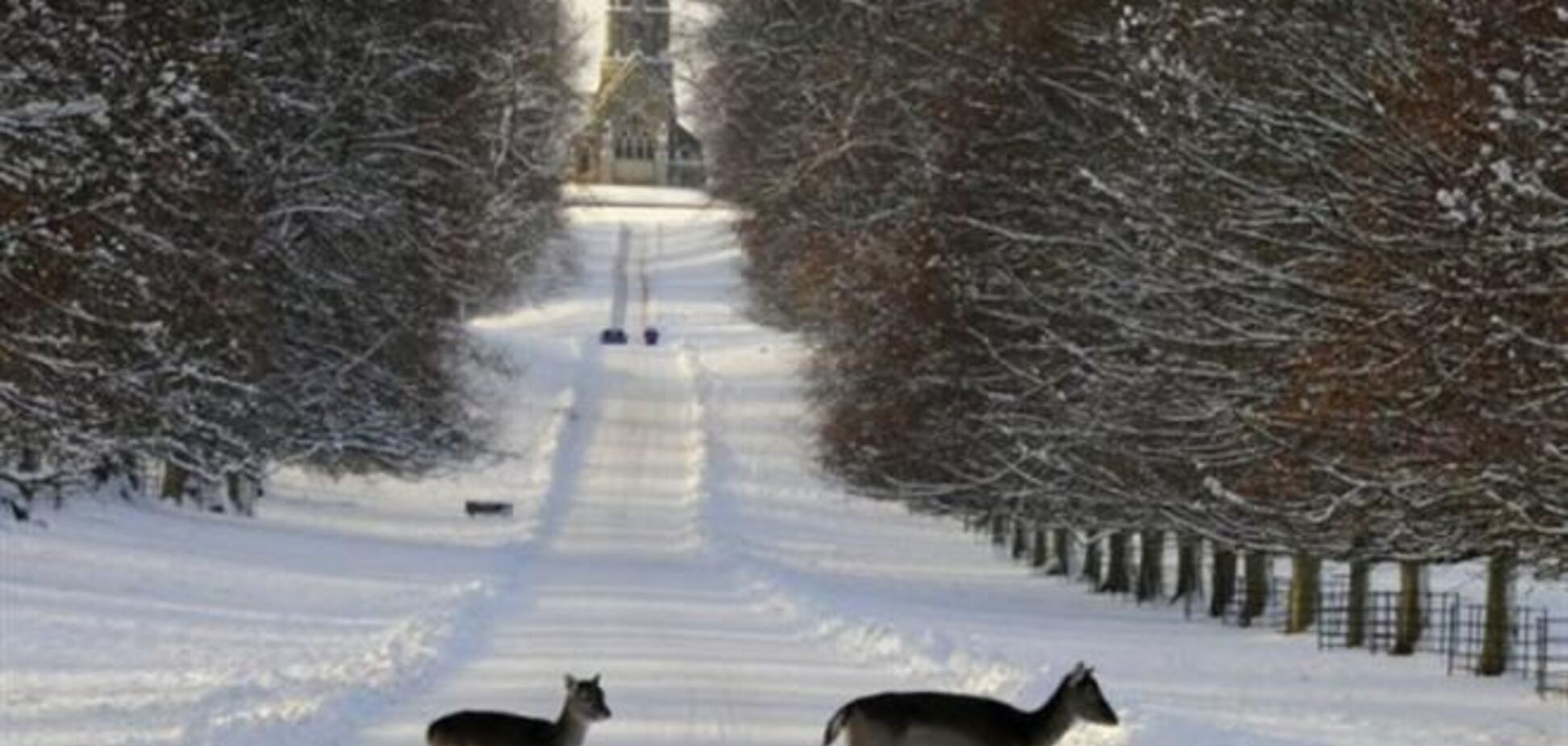 5000 аварий с участием лосей и оленей произошло в Финляндии в 2012 году 