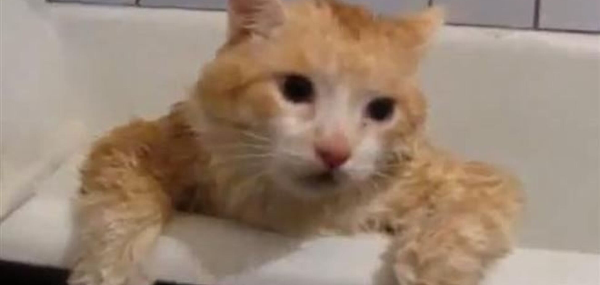 Жирный кот, выпрыгивающий из ванны, стал звездой Интернет