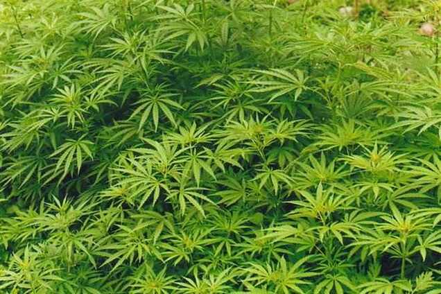Главу райцентру на Сумщині затримали за продаж марихуани