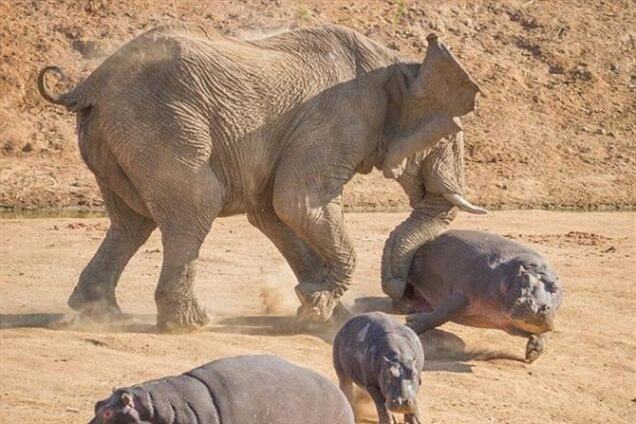Напад слона на бегемота в Африці: вражаючі фото