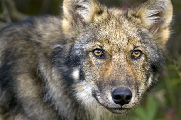 Жители дома в Крыму наткнулись в подъезде на волка