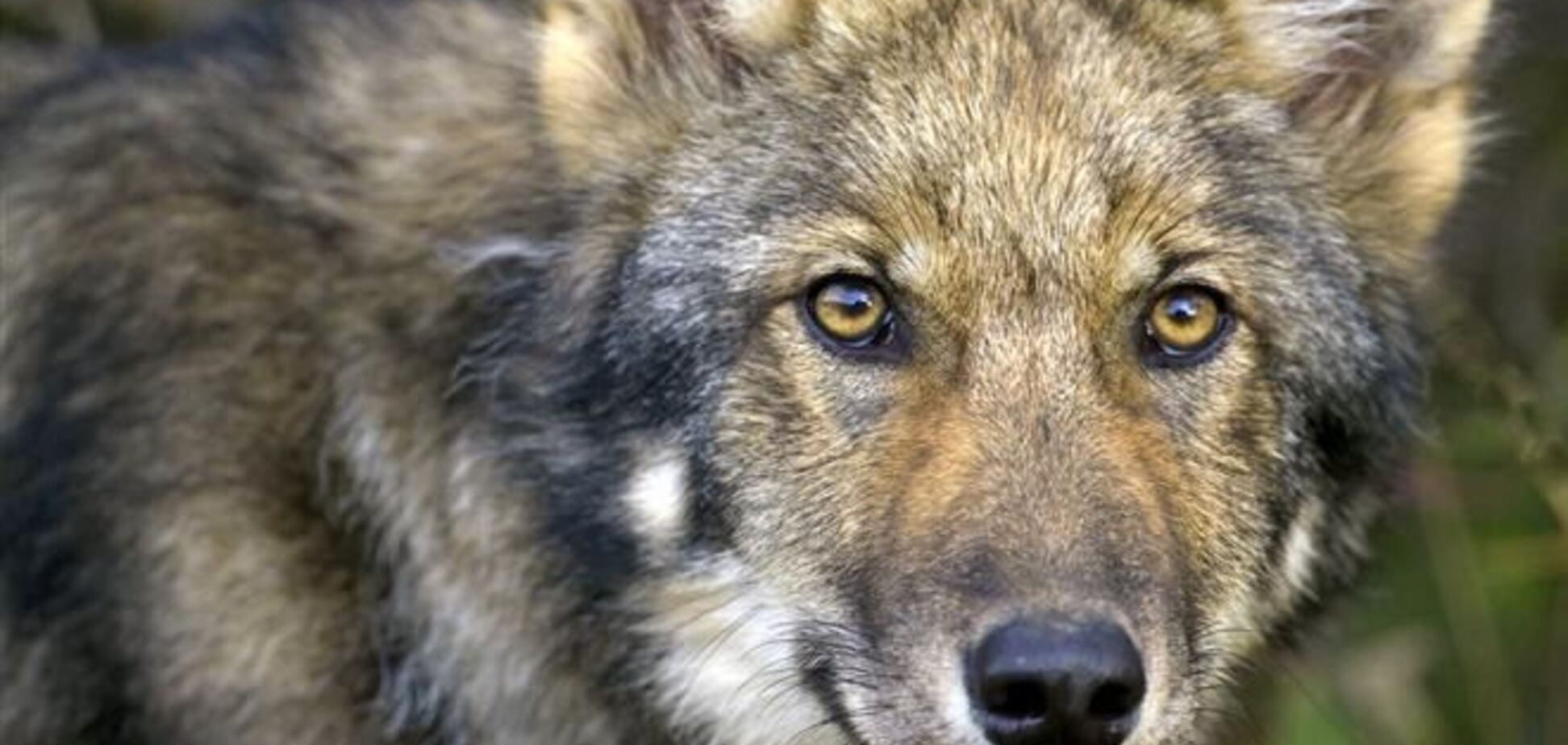 Мешканці будинку в Криму наткнулися в під'їзді на вовка