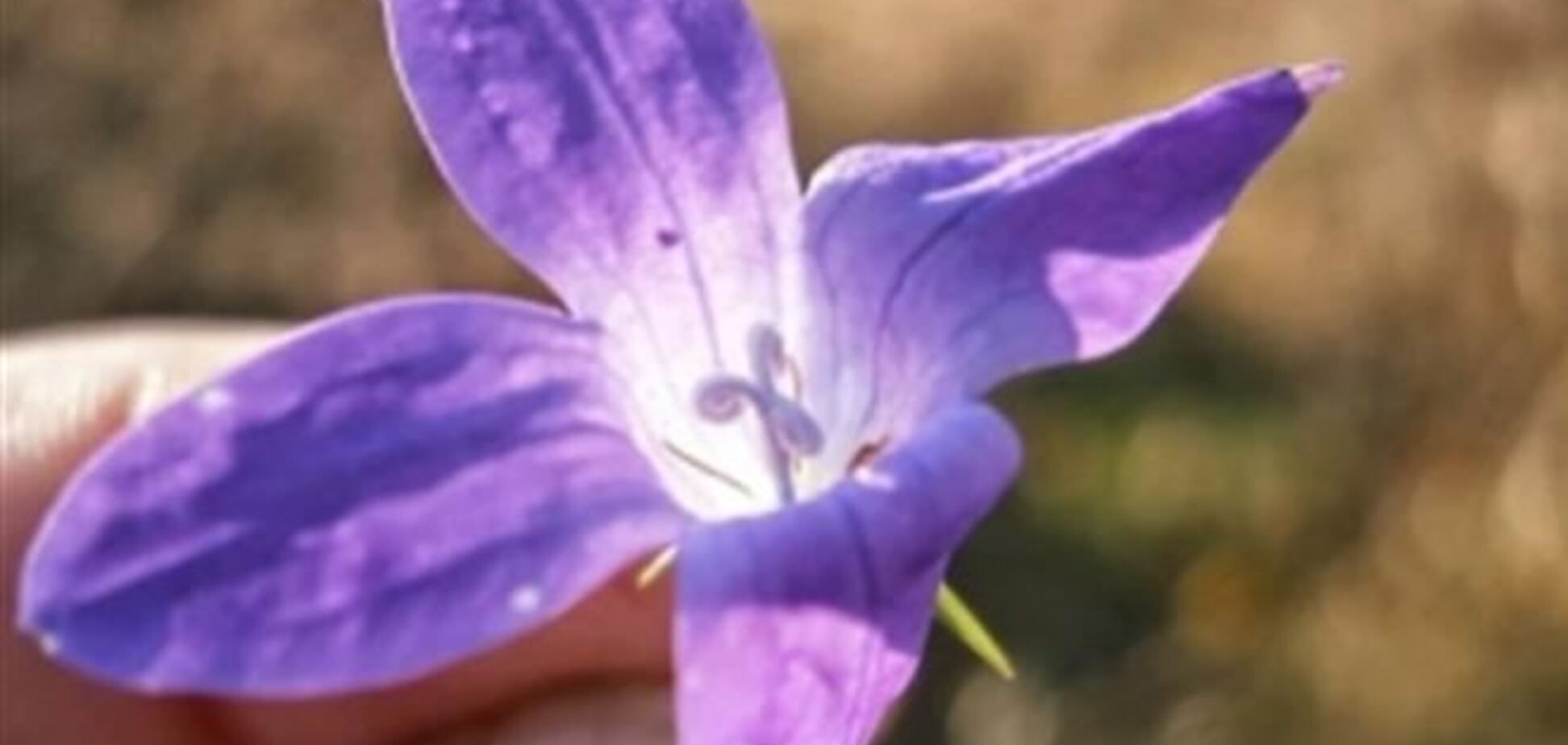 Зима отменяется – на Закарпатье цветет сирень