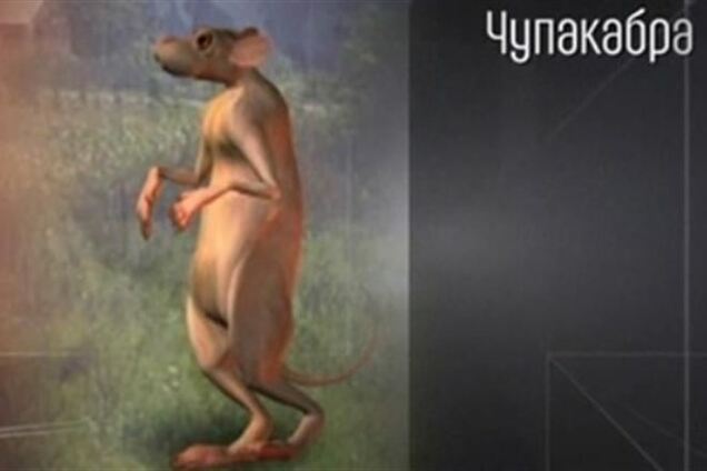 Чупакабры Пашинского готовы помочь медведям Власенко