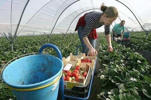 'Свободовцы' хотят вернуть украинских заробитчан на Родину