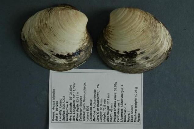 Ученые случайно убили старейшее животное на планете