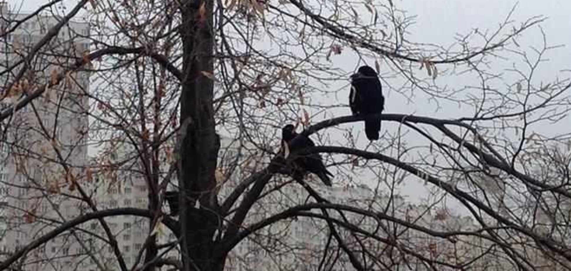 Синоптики пугают заморозками и мокрым снегом