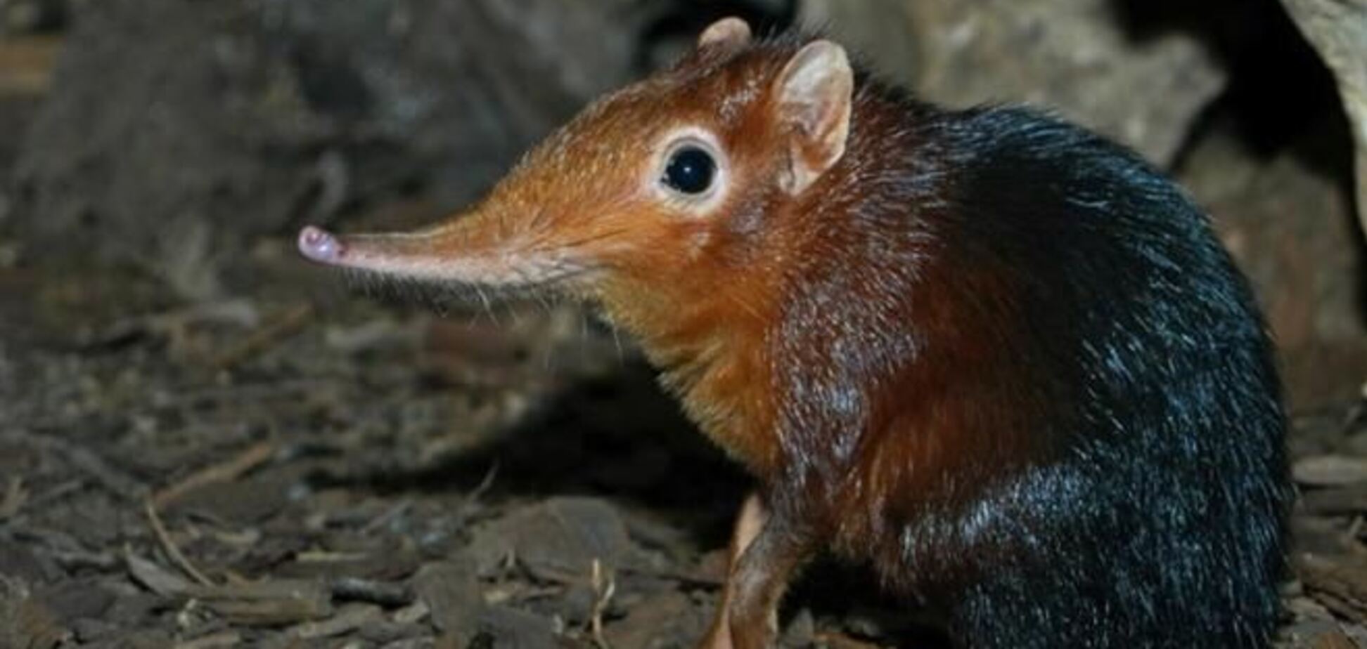 Ігри матінки-природи: неймовірні тварини