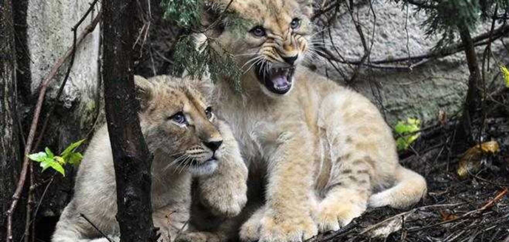 У світі тварин - 16.11.2013