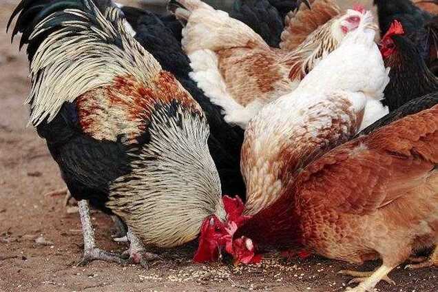 Небезпечне м'ясо і яйця: українцям сказали, як убезпечитися від пташиного грипу