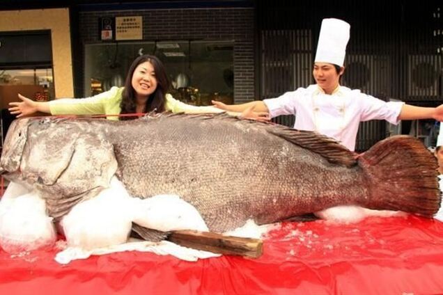 В Китае выловили гигантского окуня