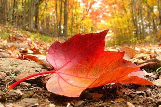 В Украину возвращается бабье лето