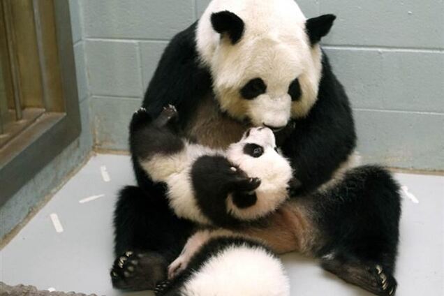 У світі тварин, 24 листопада 2013