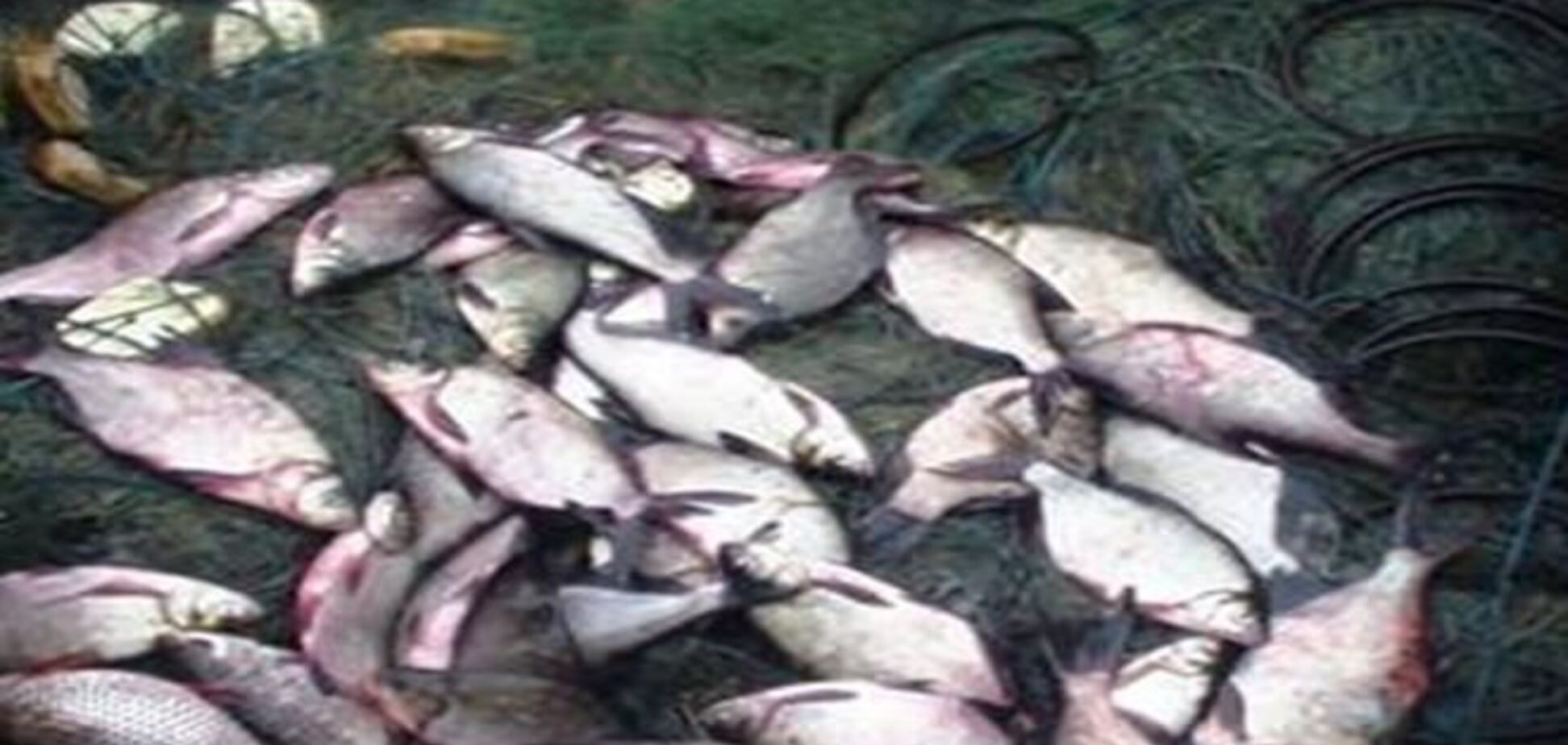На Киевщине незаконно ловили чернобыльскую рыбу